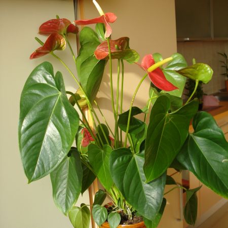 Anthurium(mihaela)